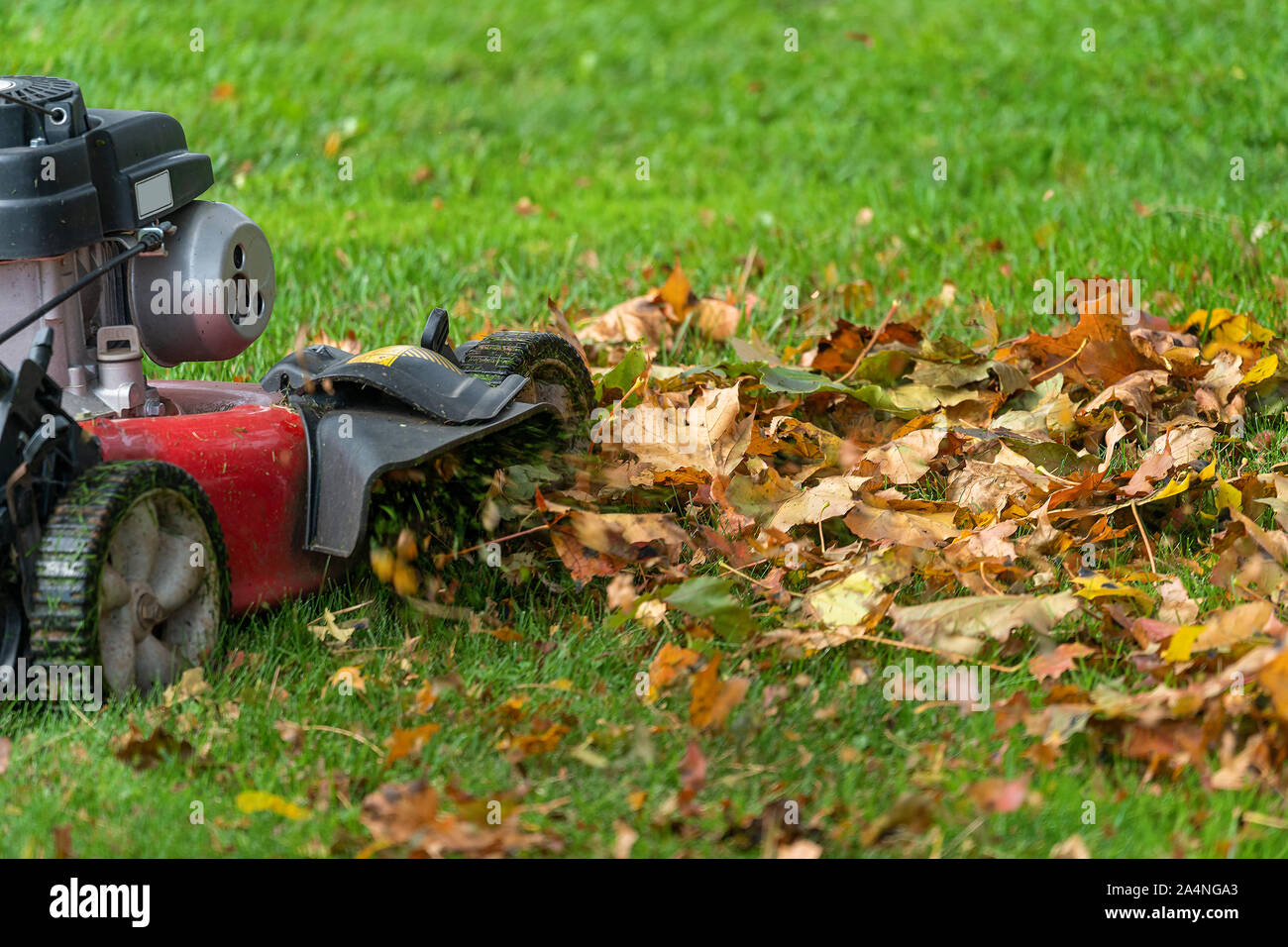 Lawn mover mulching up fall leaves. Stock Photo