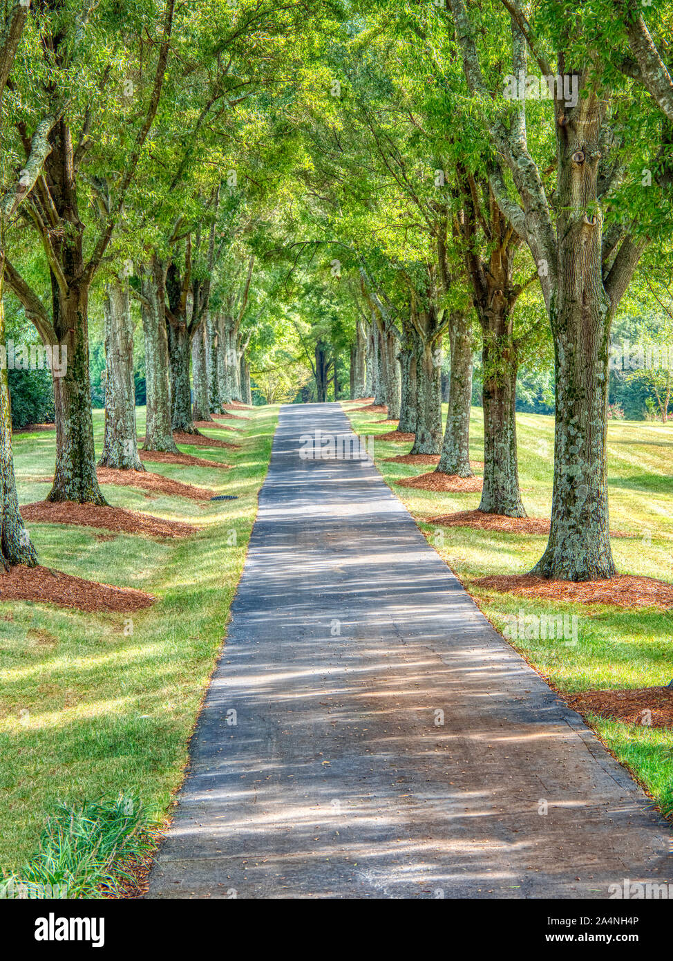 Long straight road lined with trees Stock Photo