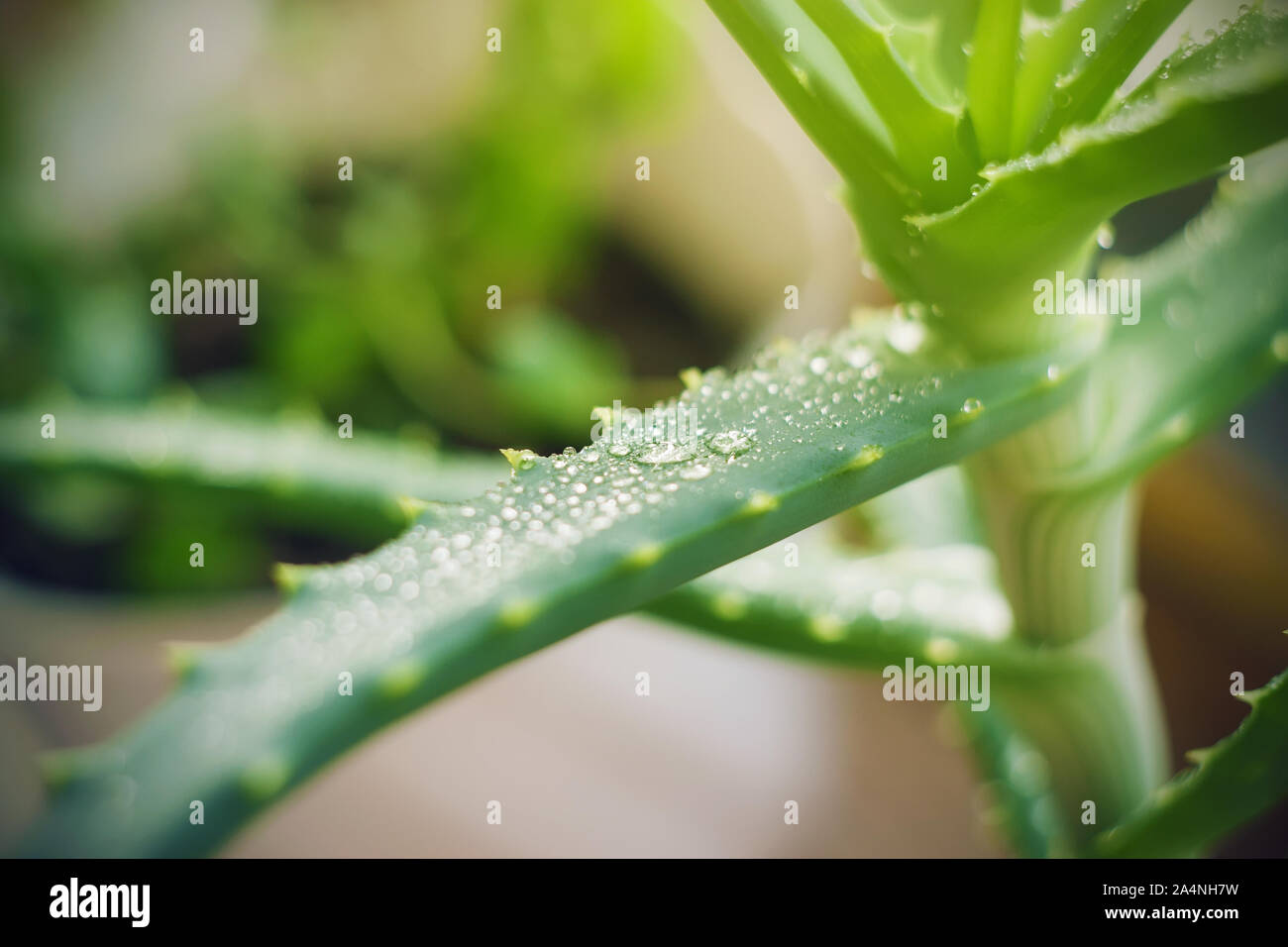 The juicy thick leaf of the growing young aloe Vera is covered with iridescent dew drops that are illuminated by sunlight. Stock Photo