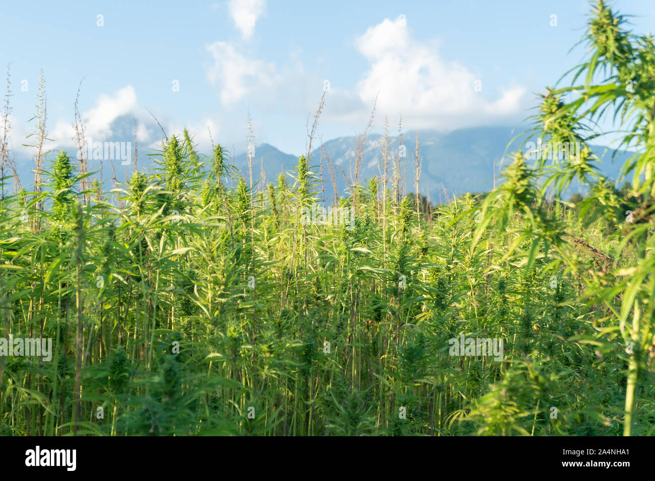 Bigfoot passing through Organic Hemp field 'Lifter' strain 'Cannabis  sativa', pm light Stock Photo - Alamy