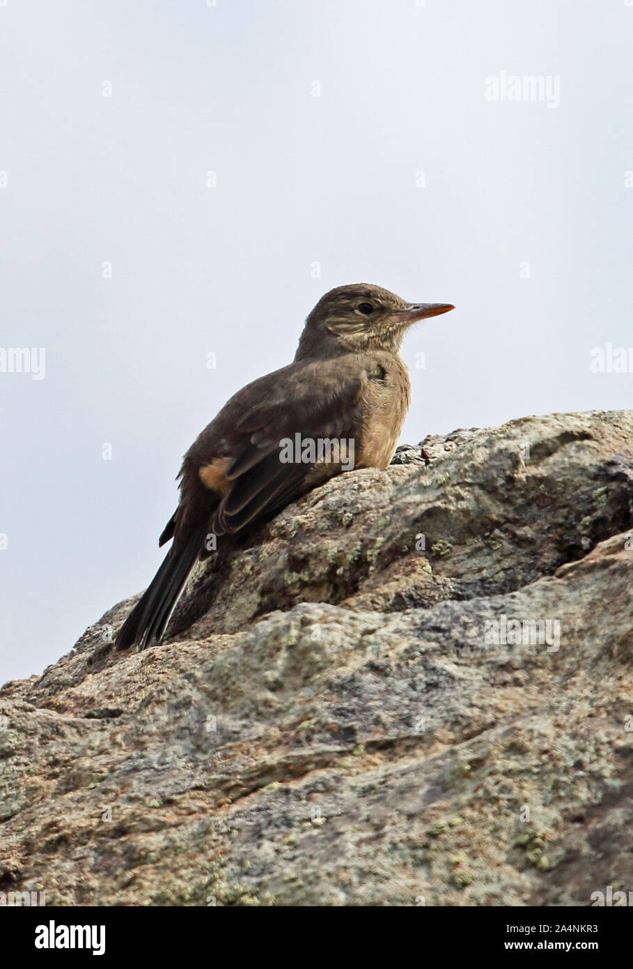 Great Shrike-tyrant (Agriornis lividus lividus) adult perched on top of rock  Farellones, Chile                    January Stock Photo