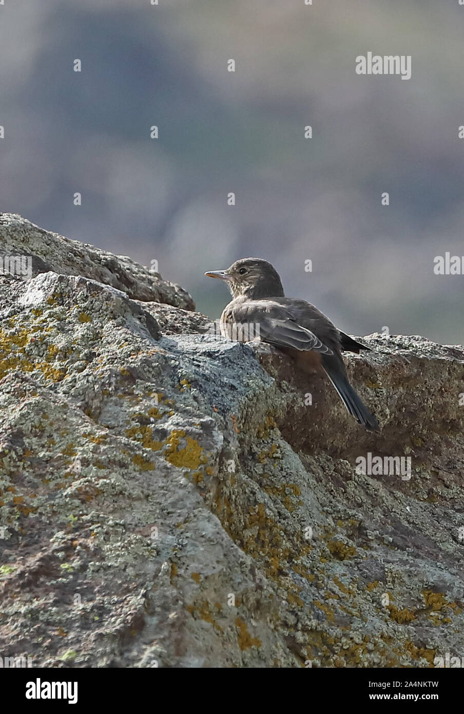 Great Shrike-tyrant (Agriornis lividus lividus) adult perched on top of rock  Farellones, Chile                    January Stock Photo