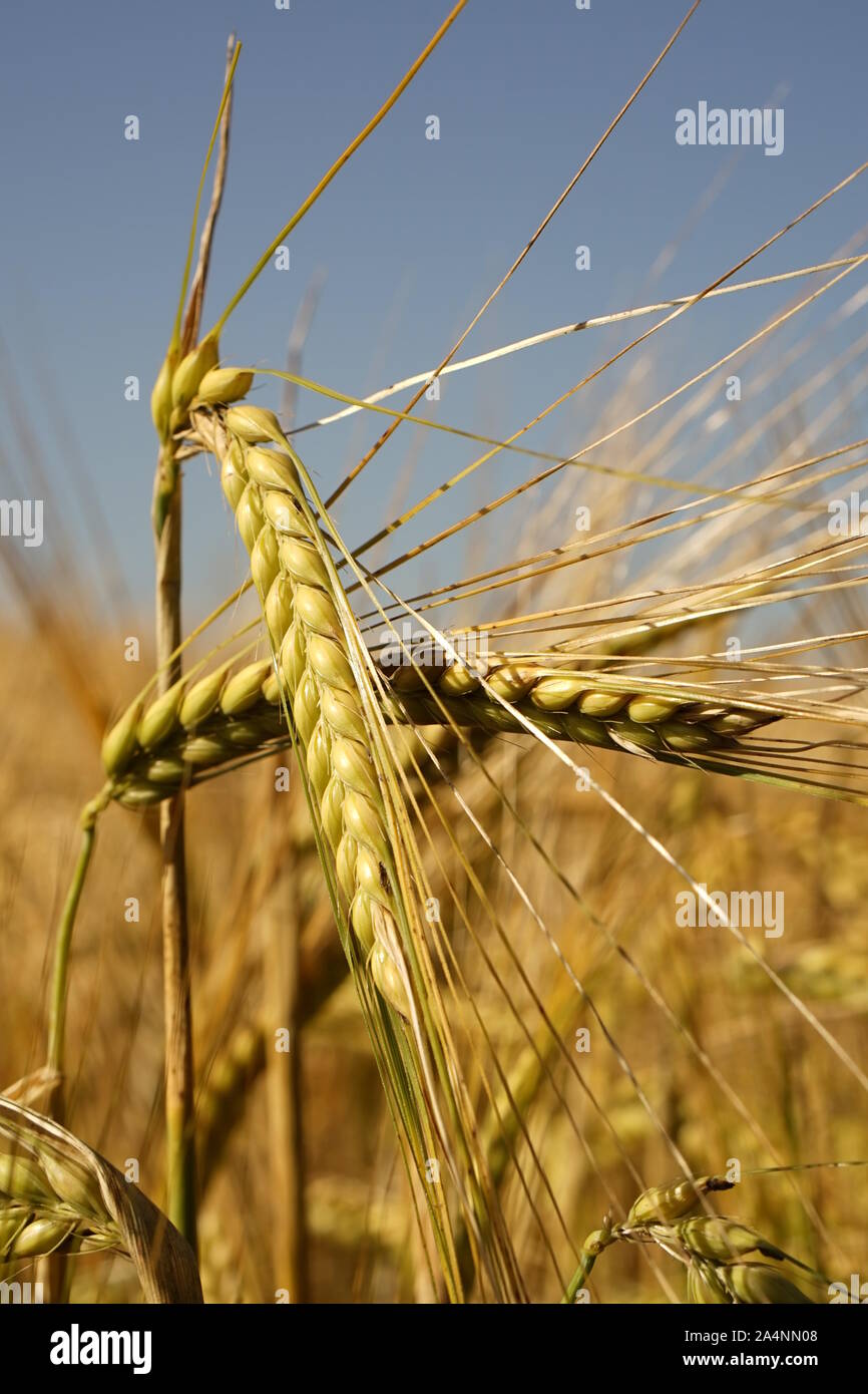 Wheat head spiked in a wheat field with blue sky Stock Photo