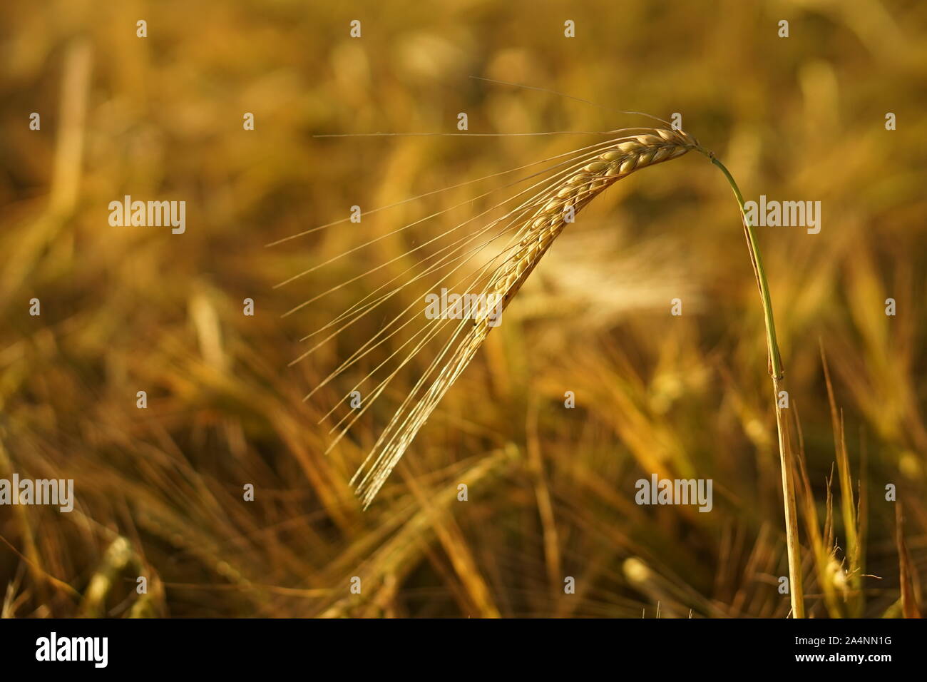 Bearded grain heads hi-res stock photography and images - Alamy