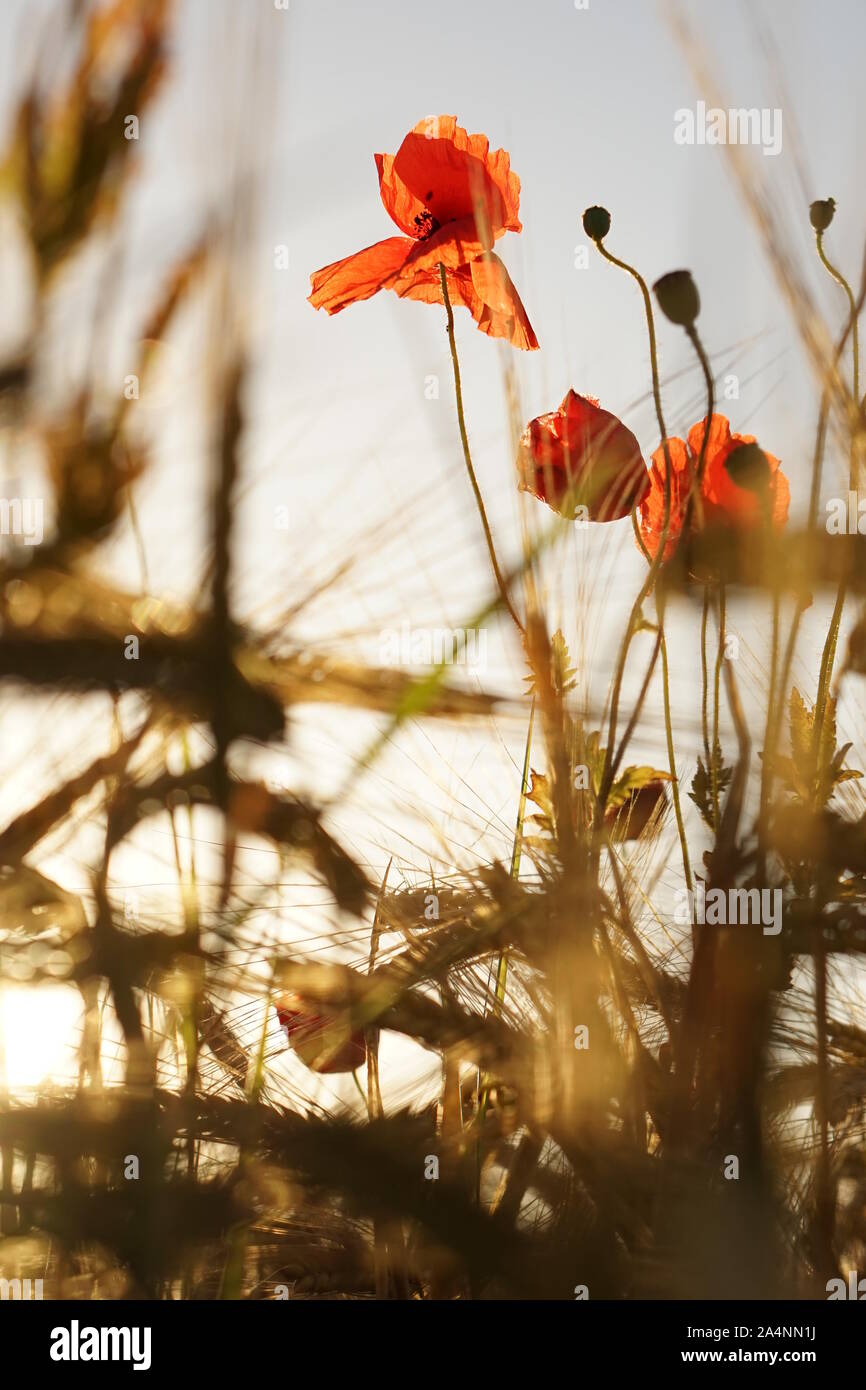 Poppies glowing red in the evening summer sunlight Stock Photo