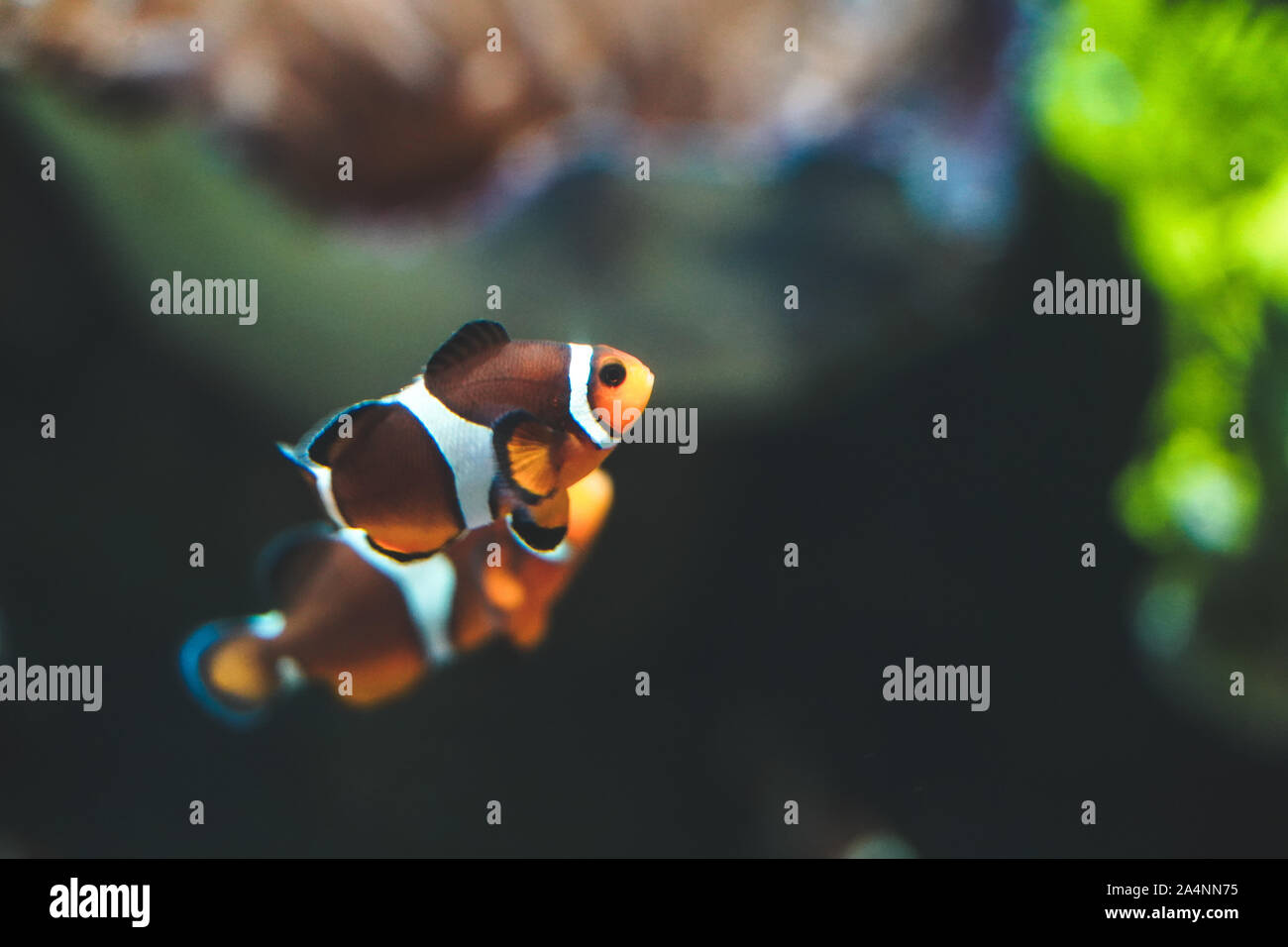 Nemo fish or clown fishswimming around aquarium tank. Fish with red and white strip Stock Photo