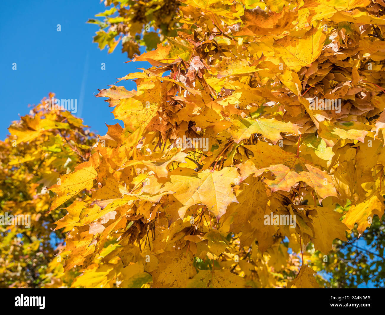 Golden autumn background Tree Texture Stock Photo