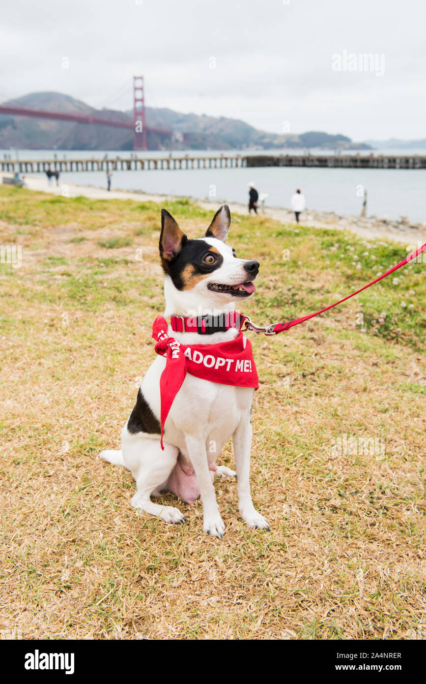 Shelter Dog Up for Adoption on a Trip to the Beach Stock Photo