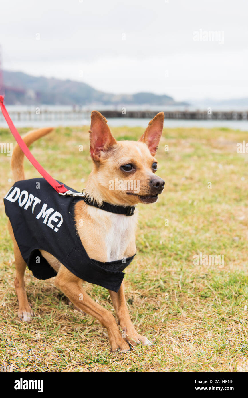 Shelter Dog Up for Adoption on a Trip to the Beach Stock Photo