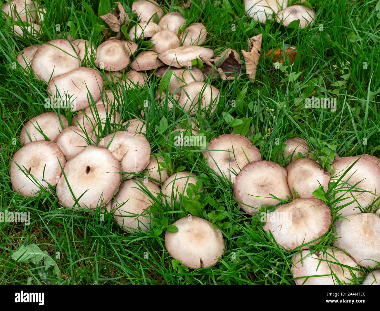 Field Mushroom Agaricus campestris Norfolk Stock Photo