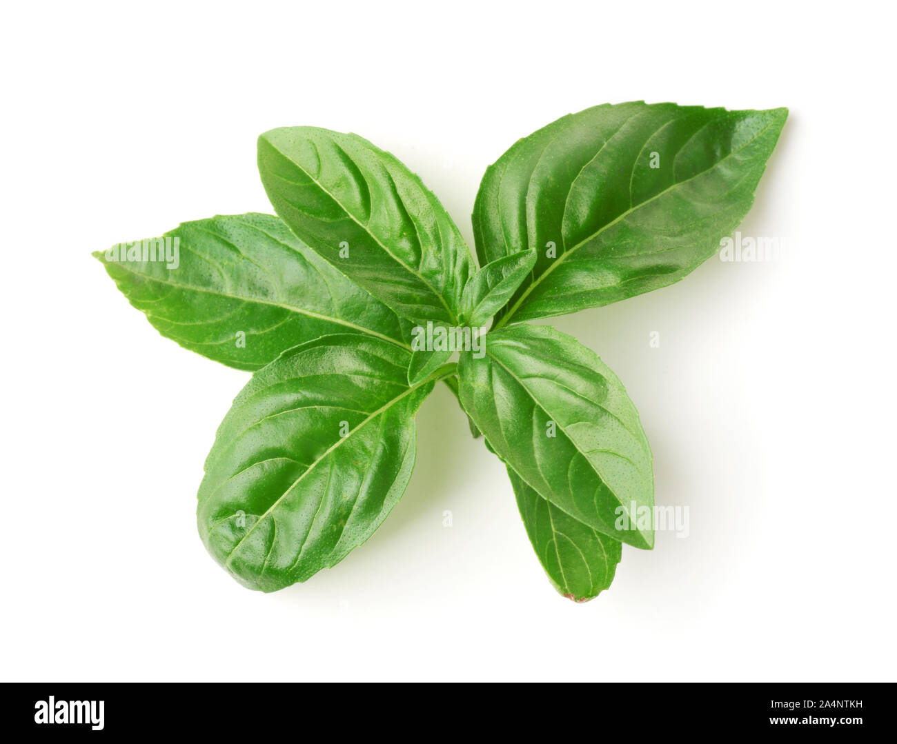 Top view of fresh basil leaves isolated on white Stock Photo - Alamy