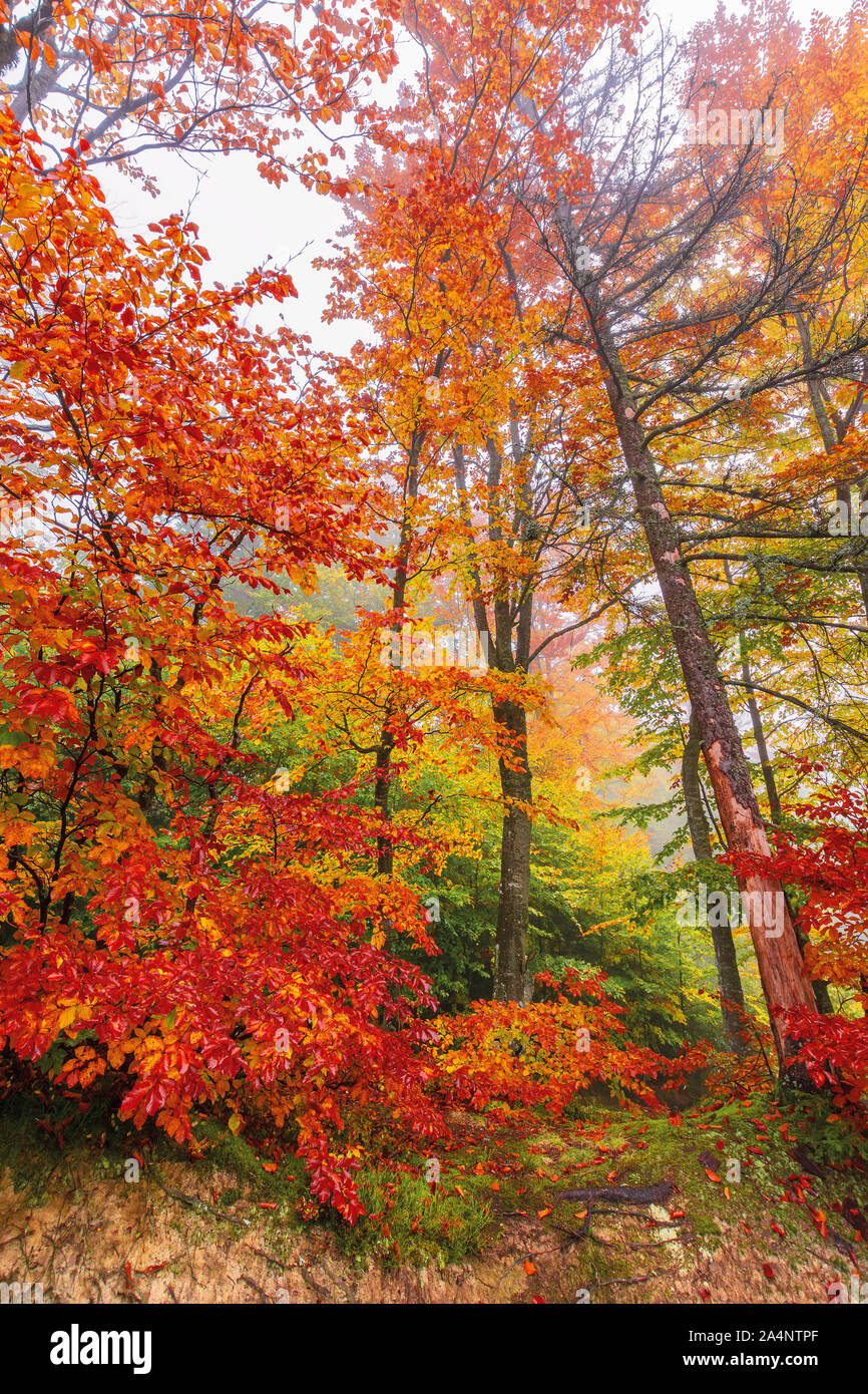 colorful foliage of beech trees in foggy weather. wonderful nature