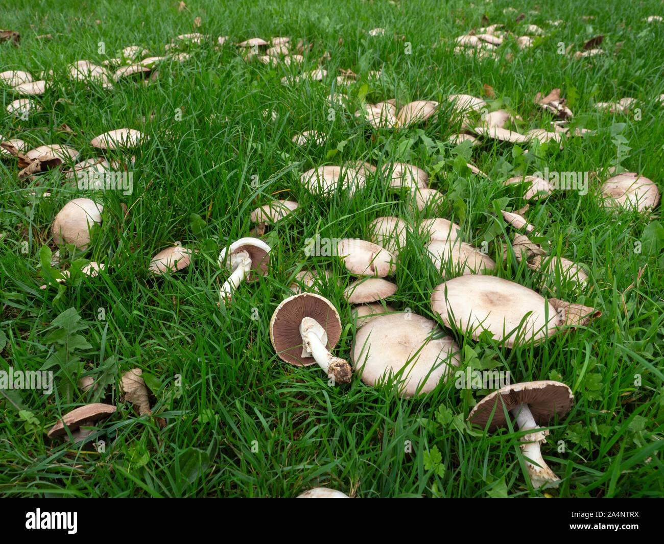 Field Mushroom Agaricus campestris Norfolk Stock Photo