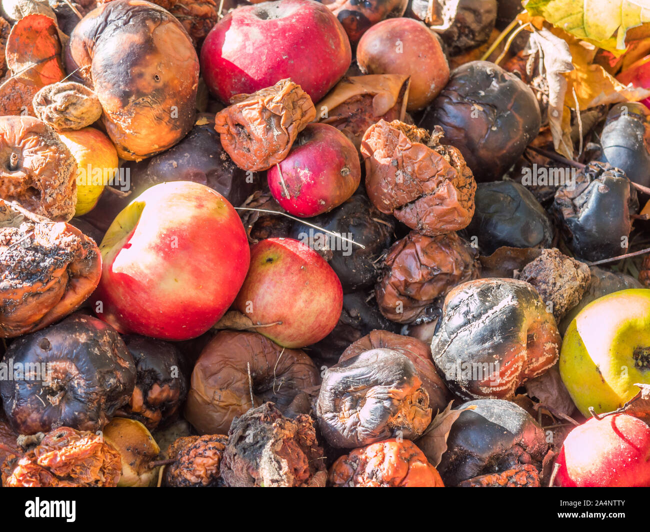 Rotten Apple with a Large Worm Stock Image - Image of oozing, overripe:  80511937