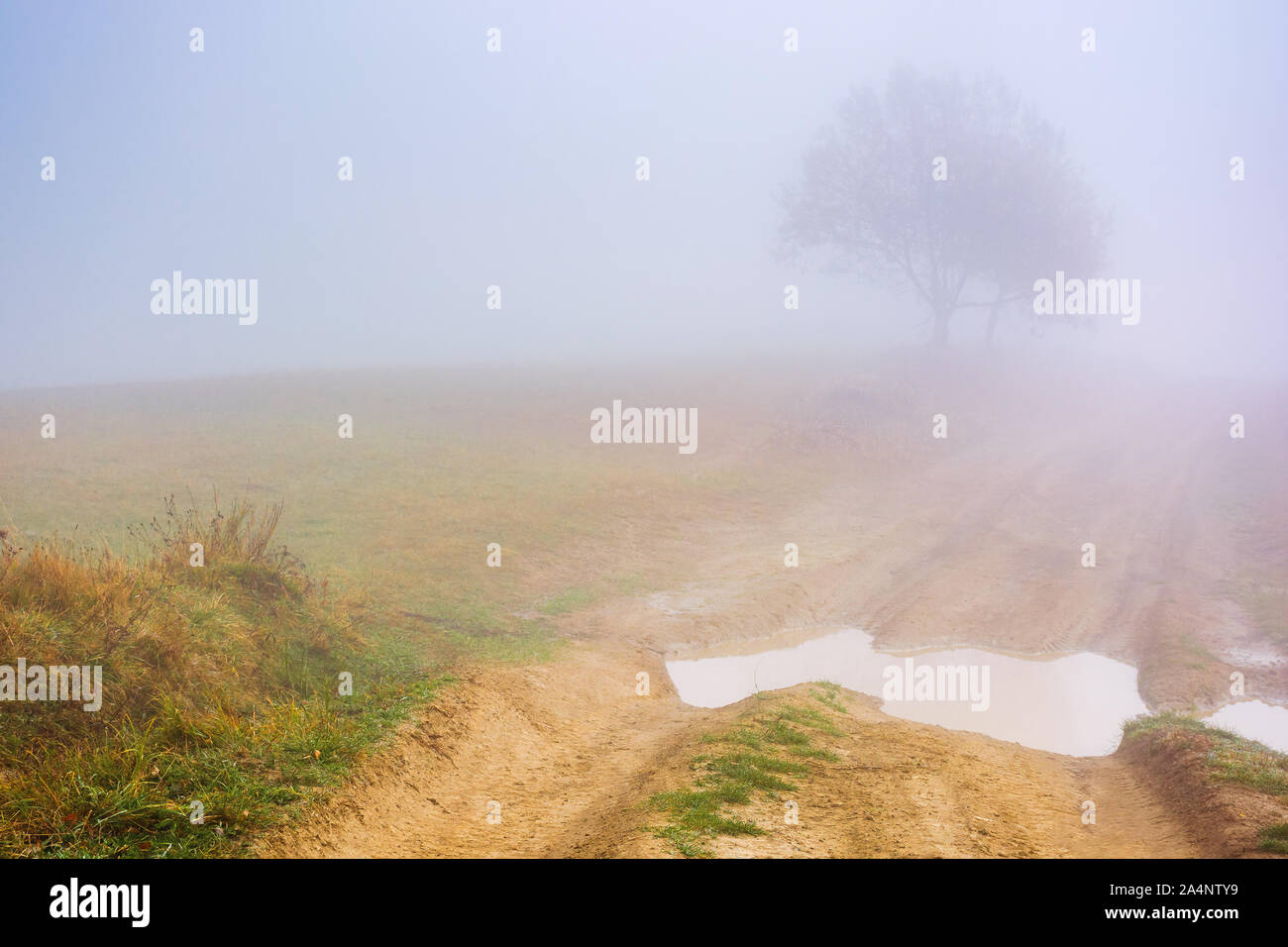 dirt road through the meadow at foggy sunrise. beautiful autumn scenery in the morning. wonderful nature background in misty weather. lonely tree in t Stock Photo