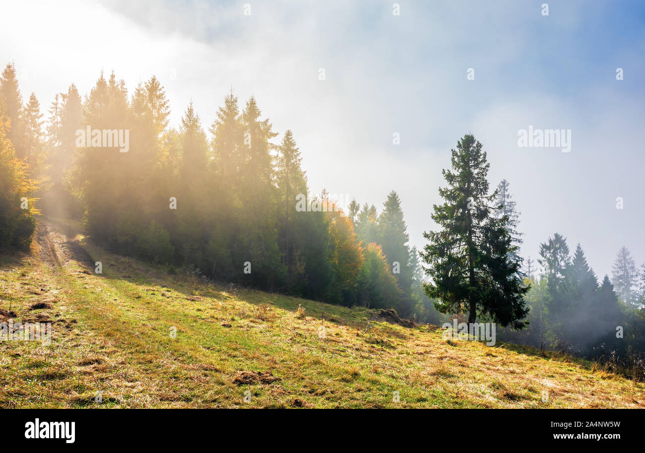 fantastic foggy weather in autumn. low cloud above the forest on the hillside. spruce tree on the grassy glade. magical moment in the morning. wonderf Stock Photo