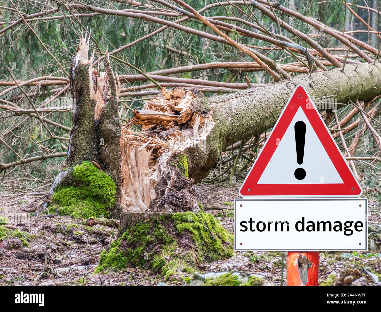 Warning sign 'Storm Damage' tree Stock Photo