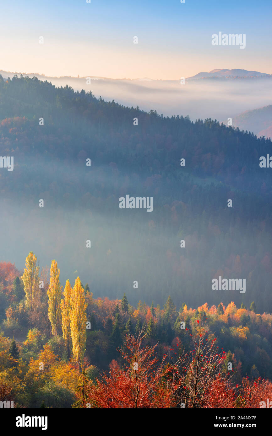 Fog scenery with trees hi-res stock photography and images - Alamy