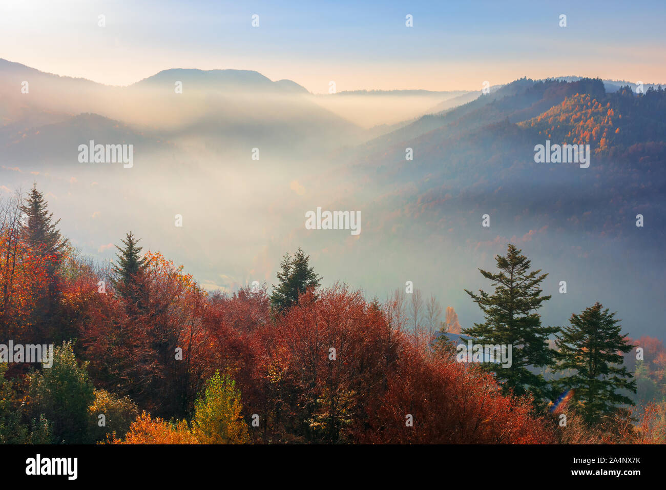 Fog scenery with trees hi-res stock photography and images - Alamy