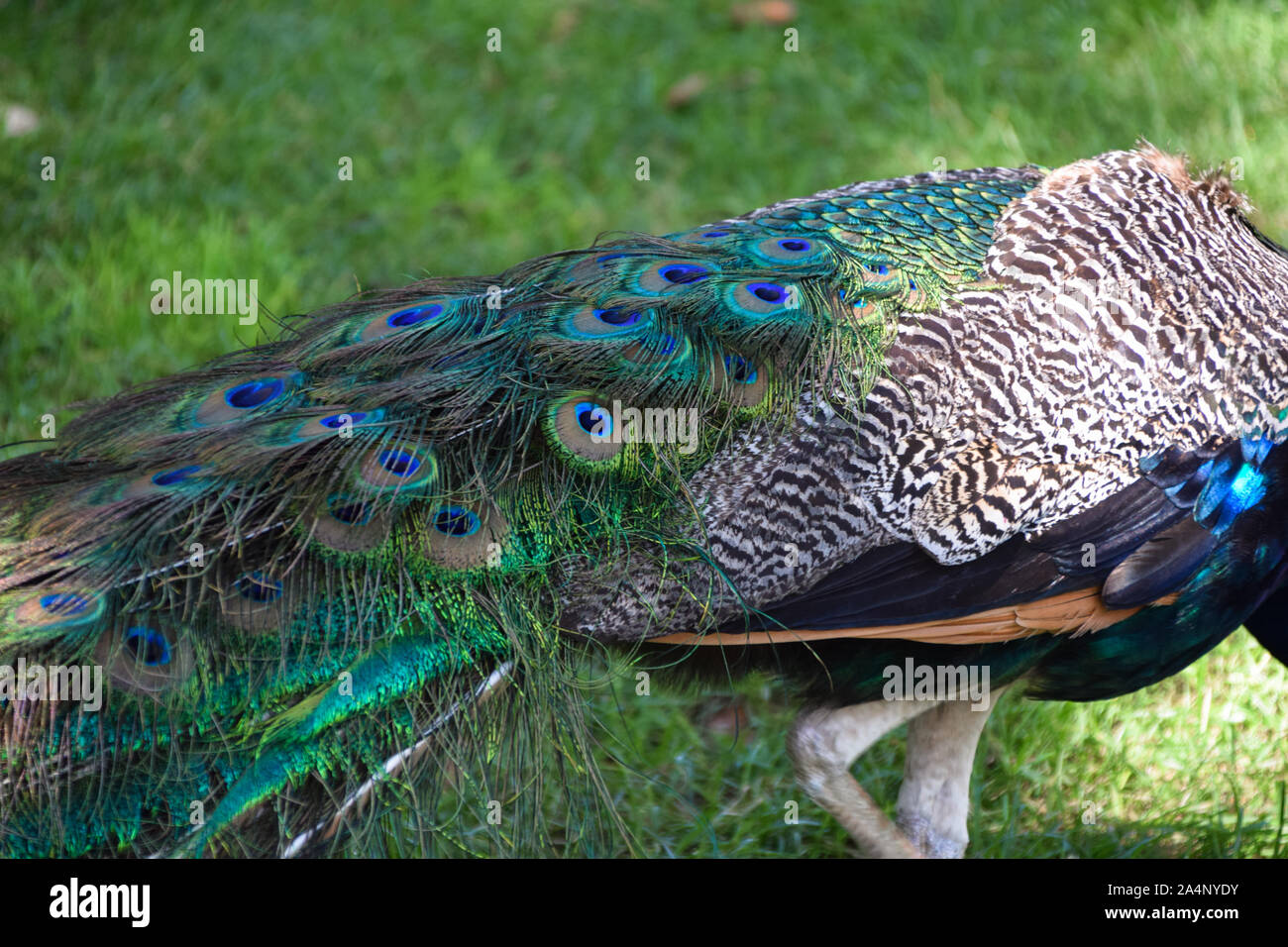 Peacock's tail feathers Stock Photo
