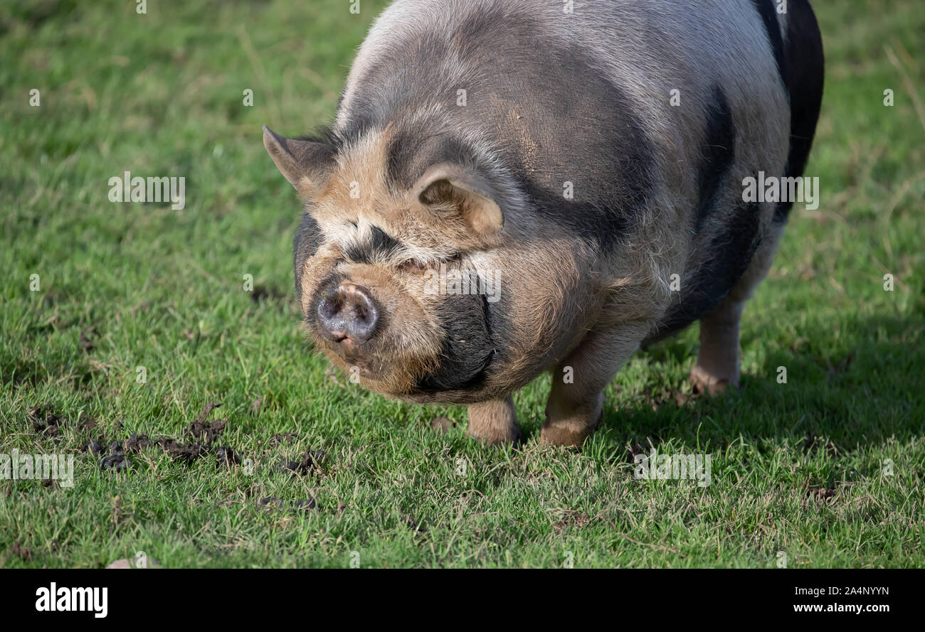 Kunekune Pig from New Zealand in Bodmin Moor, Cornwall Stock Photo Alamy
