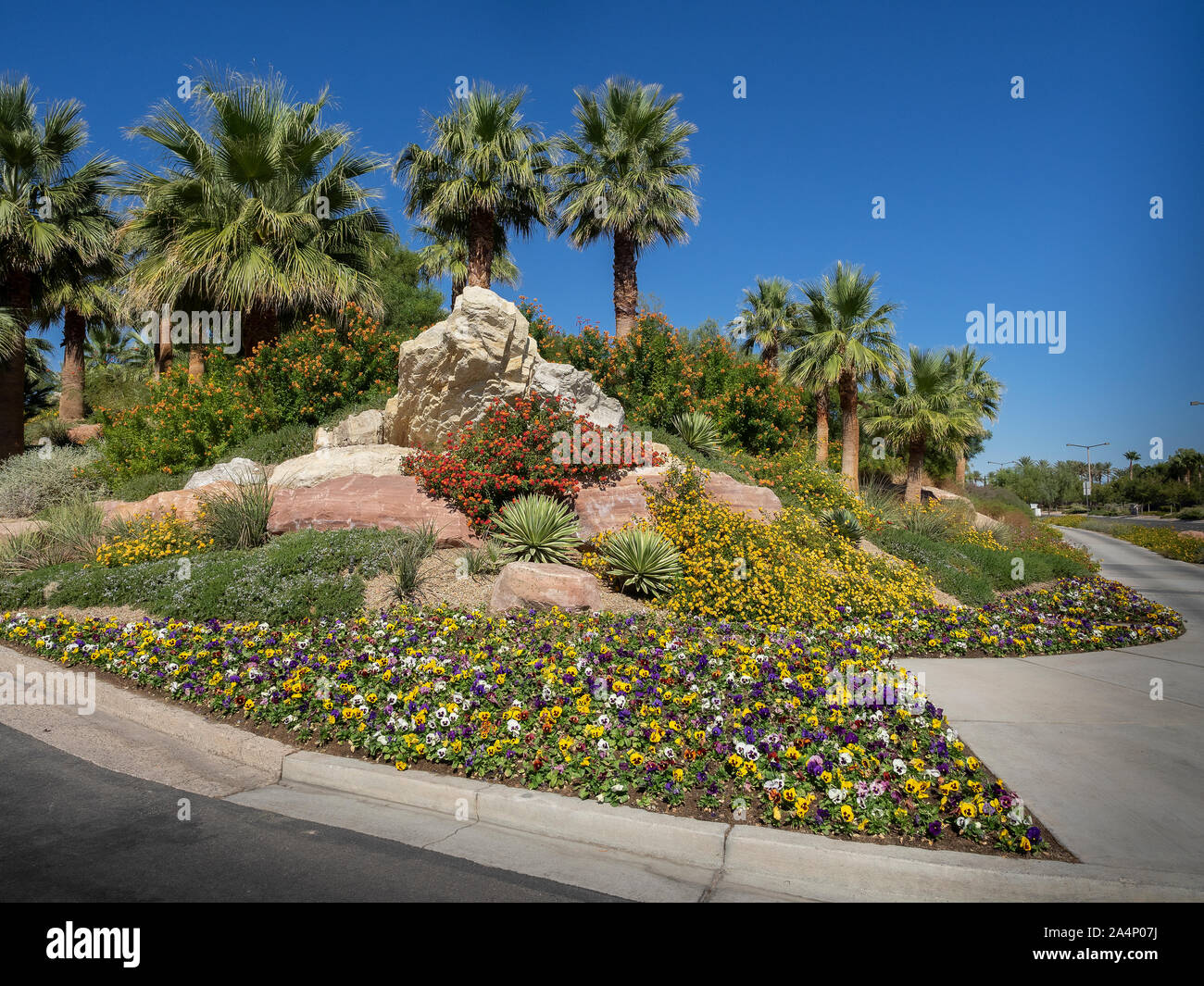 Manicured desert landscaping including palm trees, plants, flowers, Stock Photo