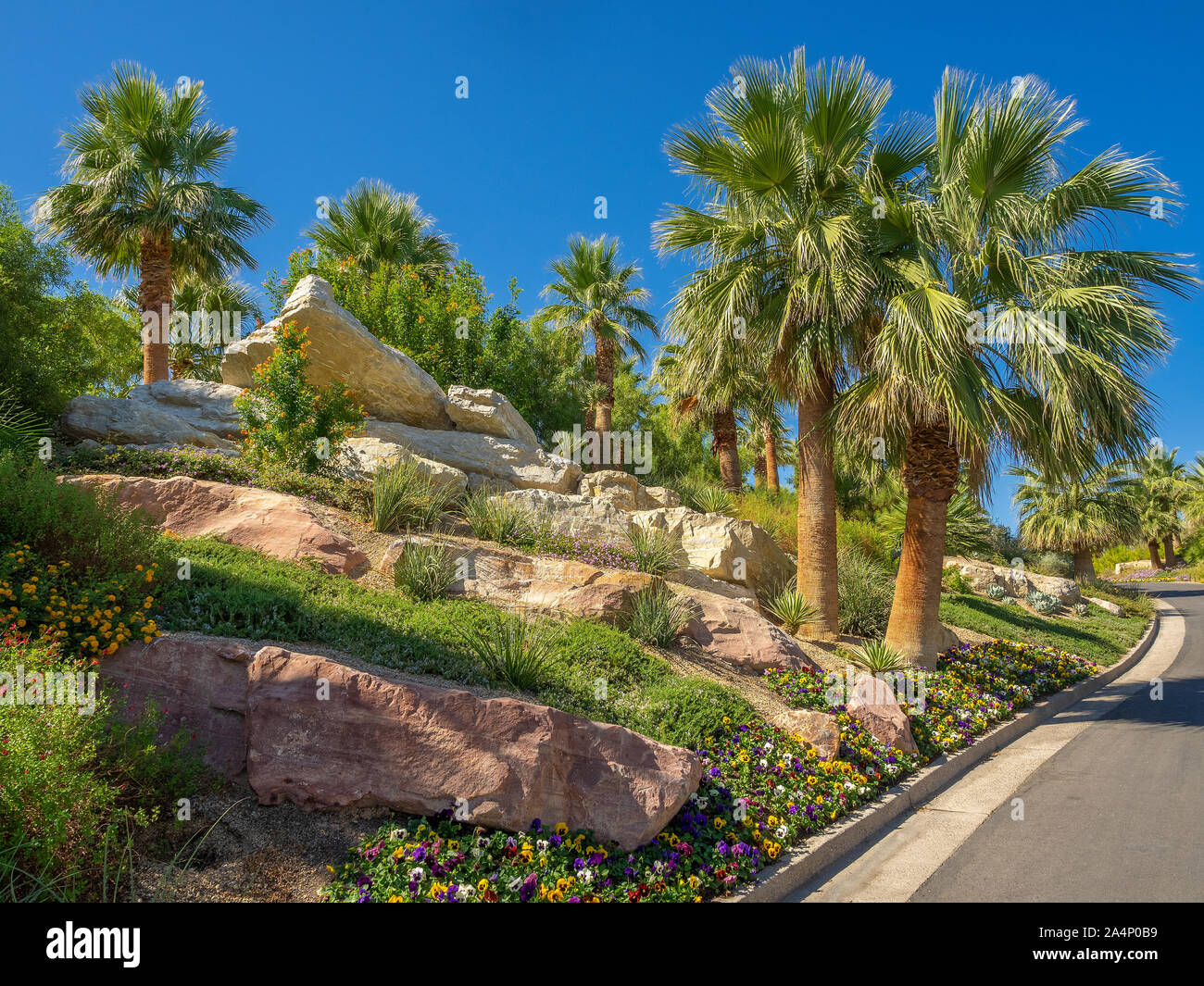 Manicured desert landscaping including palm trees, plants, flowers, Stock Photo