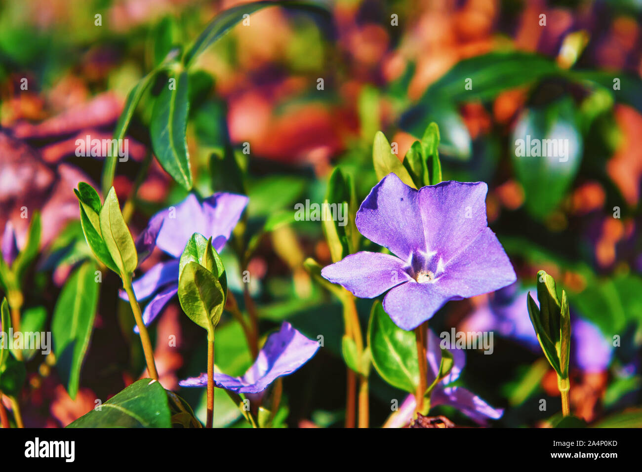 Nice time in the spring. Blue flowers in spring. Stock Photo