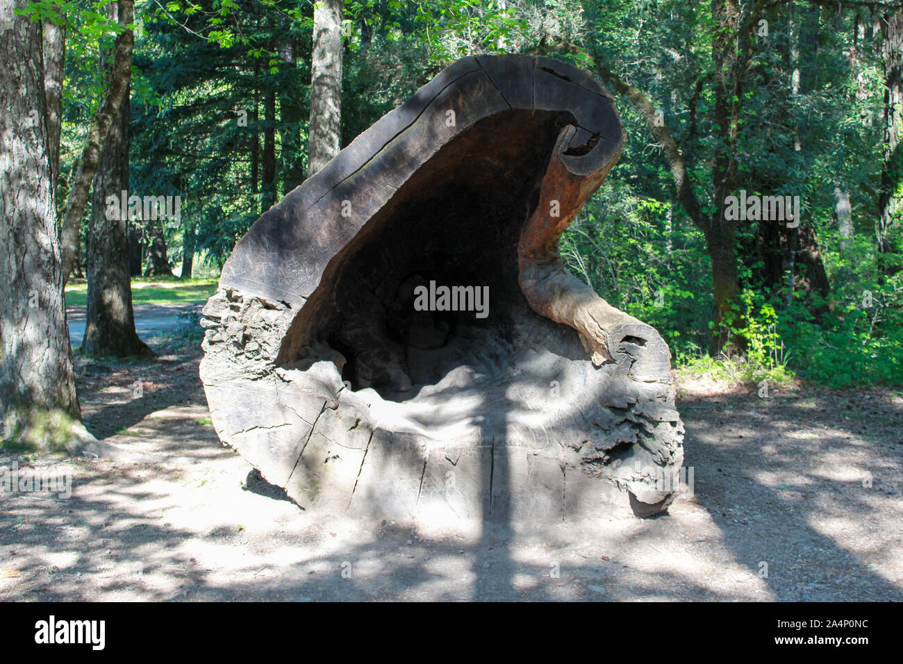 Drive thru tree hi-res stock photography and images - Alamy