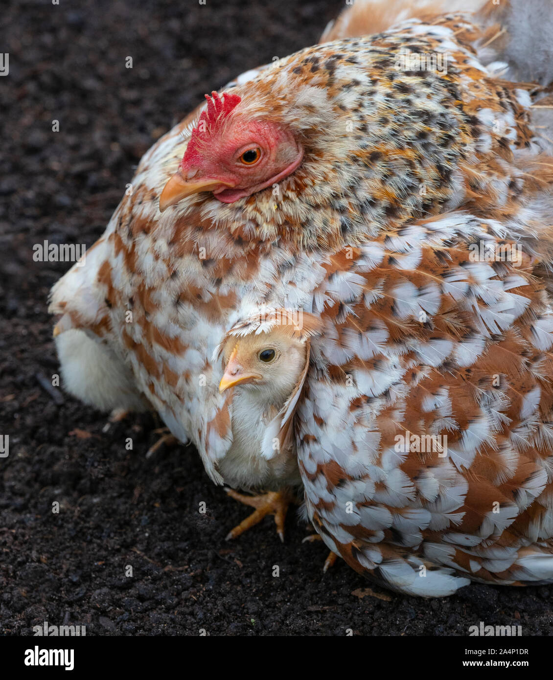 Domestic farmyard Chicken with newly hatched chicks Stock Photo