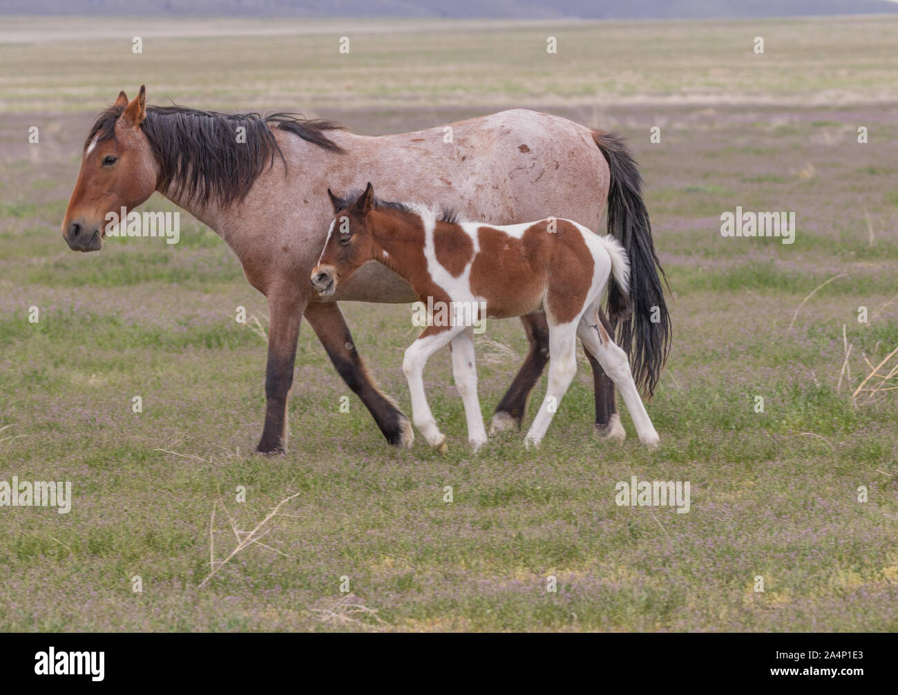 Wild Horse Mare and Foal Stock Photo - Alamy