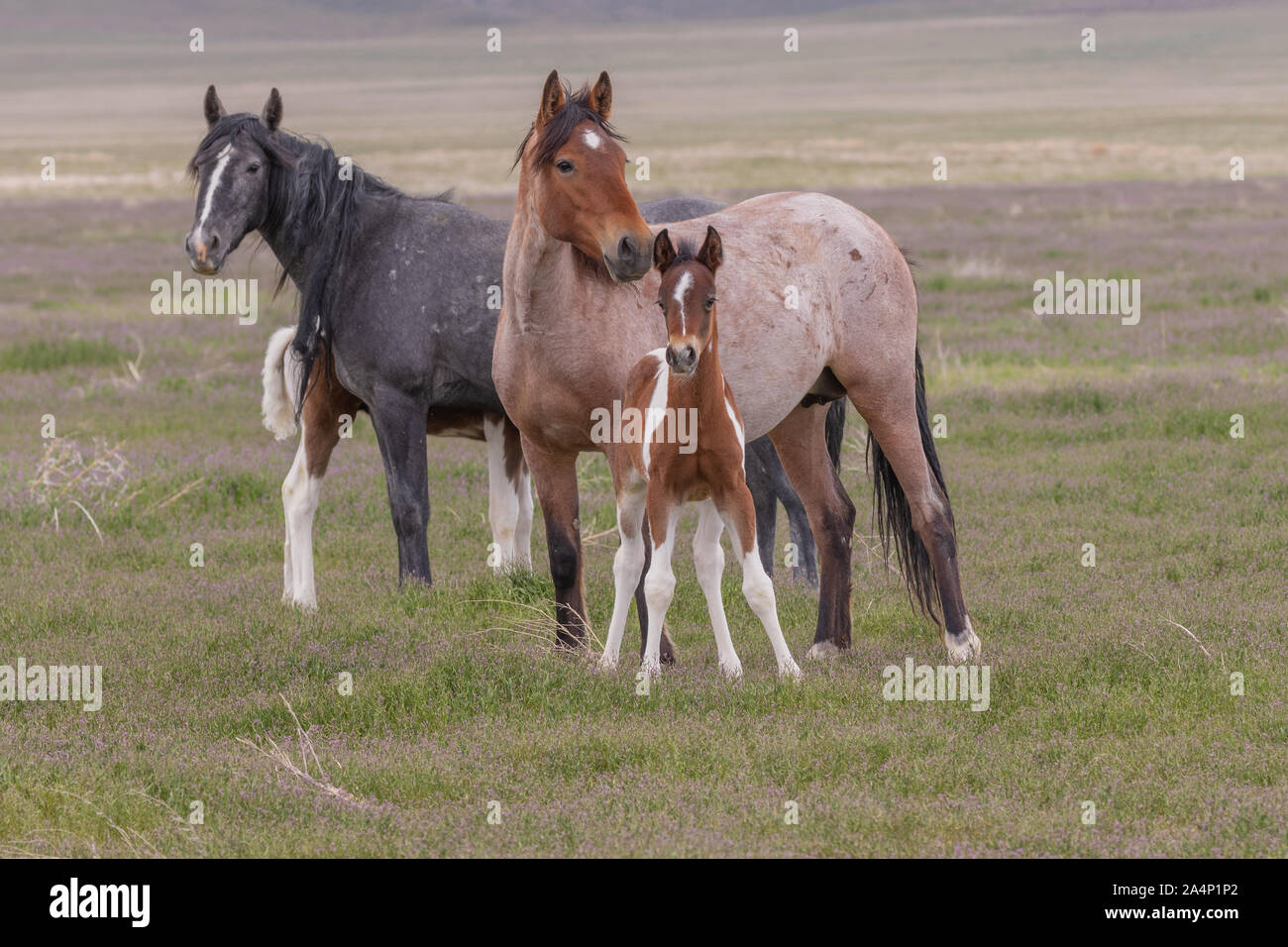 Wild Horse Mare and Foal Stock Photo - Alamy