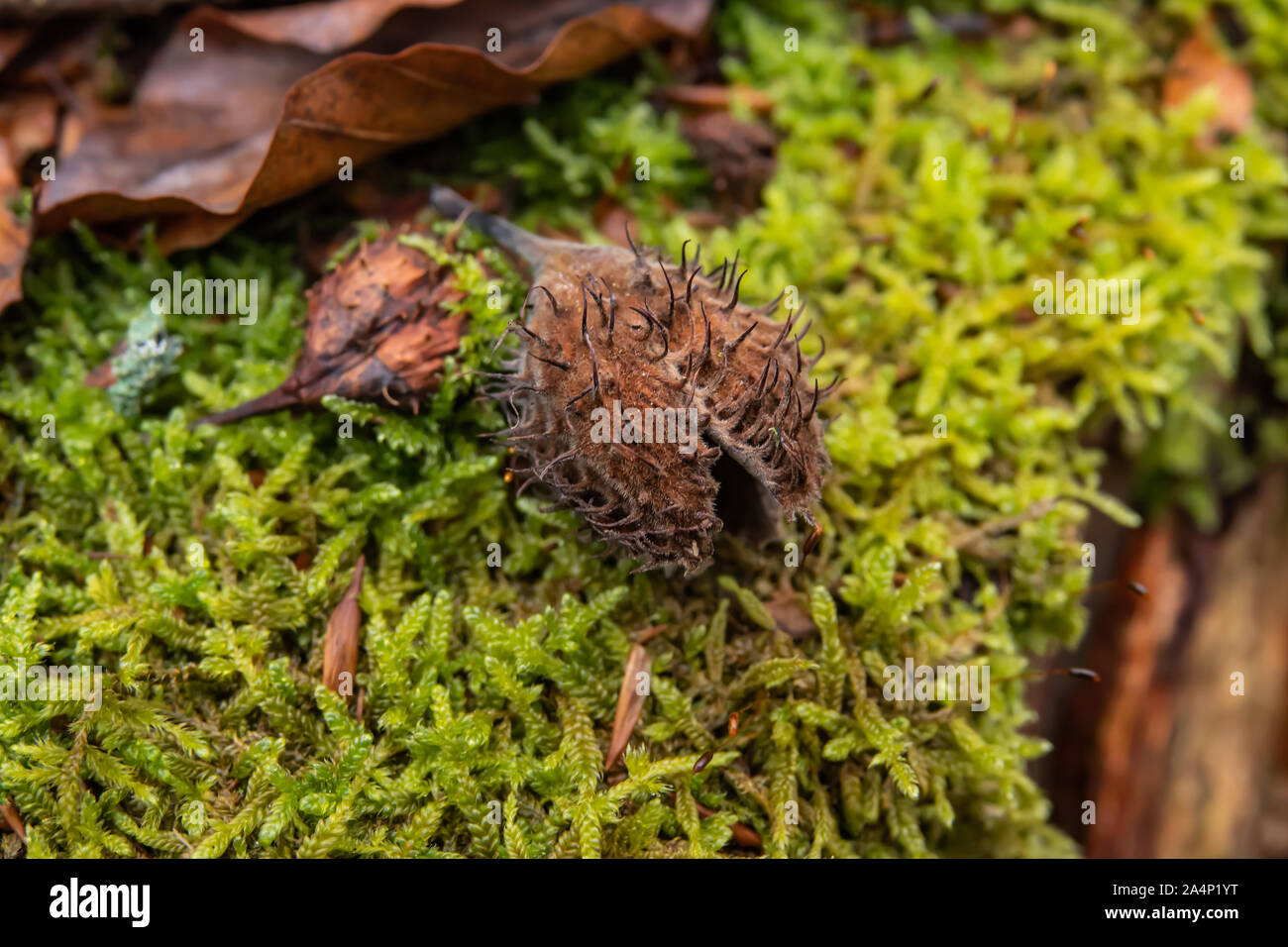 Beech Fruit on Moss in Winter Stock Photo