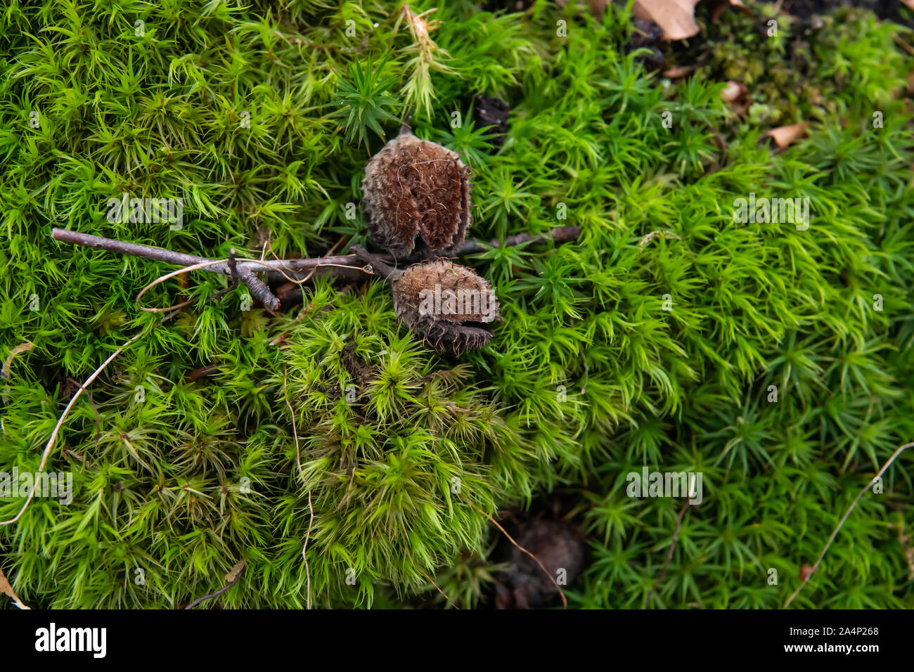 Beech Fruit on Moss in Winter Stock Photo