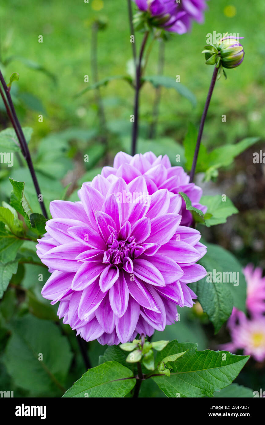 Pink Dahlia at Gruyere Castle in the Ancient town of Gruyère, Switzerland Stock Photo