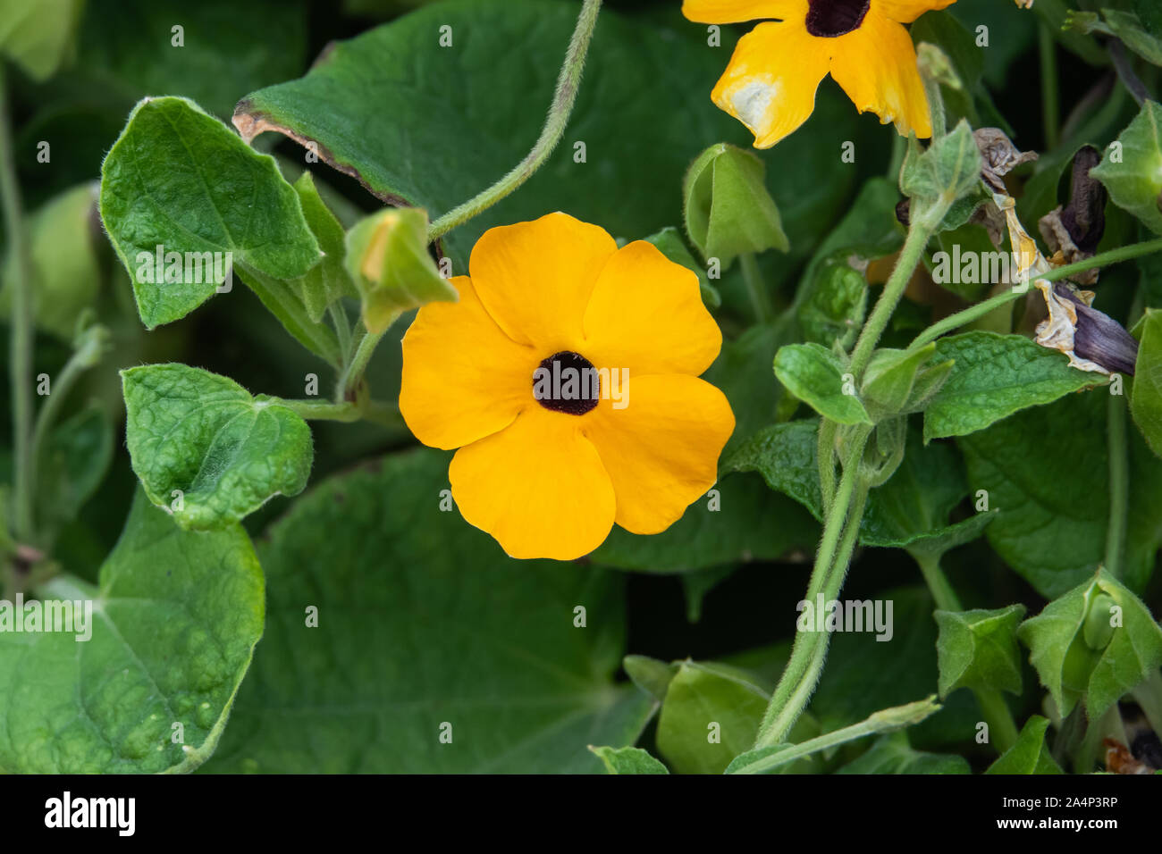 Black-eyed Susan Vine Flower in Bloom Stock Photo