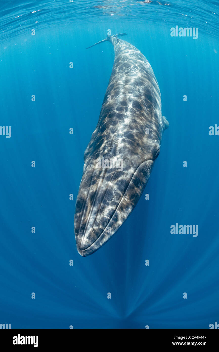 Bryde's whale, Balaenoptera edeni, Trincomalee, Eastern Province, Sri Lanka, Bay of Bengal, Indian Ocean Stock Photo