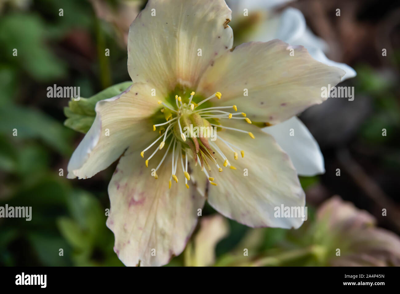 Black Hellebore Flower in Bloom in Winter Stock Photo Alamy