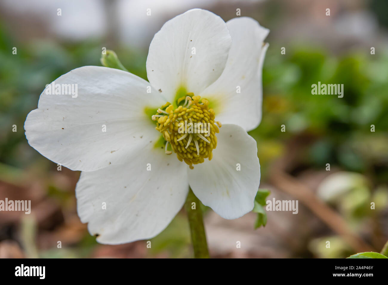 Black Hellebore Flower in Bloom in Winter Stock Photo Alamy