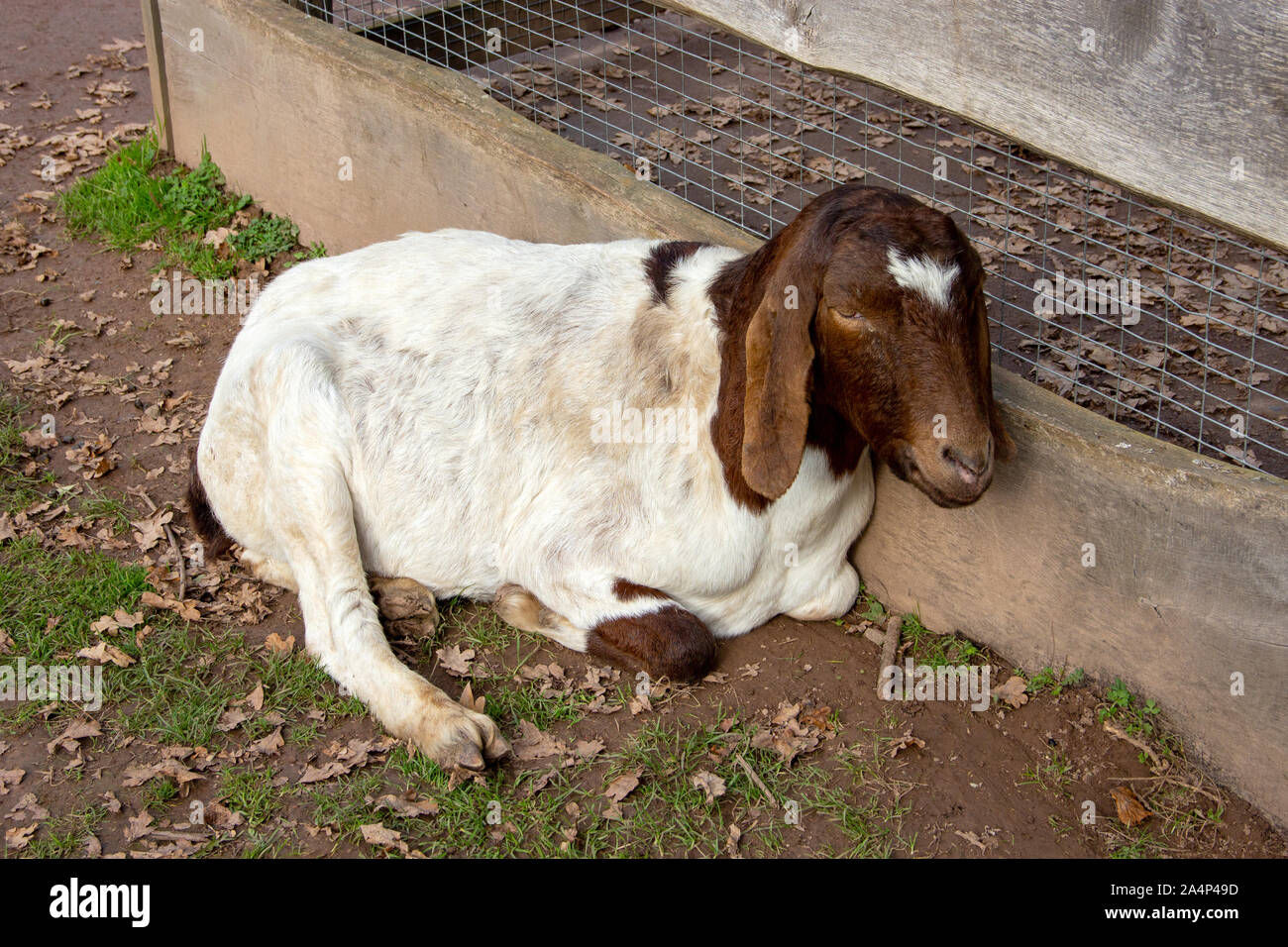 View of a Boer goat, a meat goat breed, from the breed of domestic goats Stock Photo