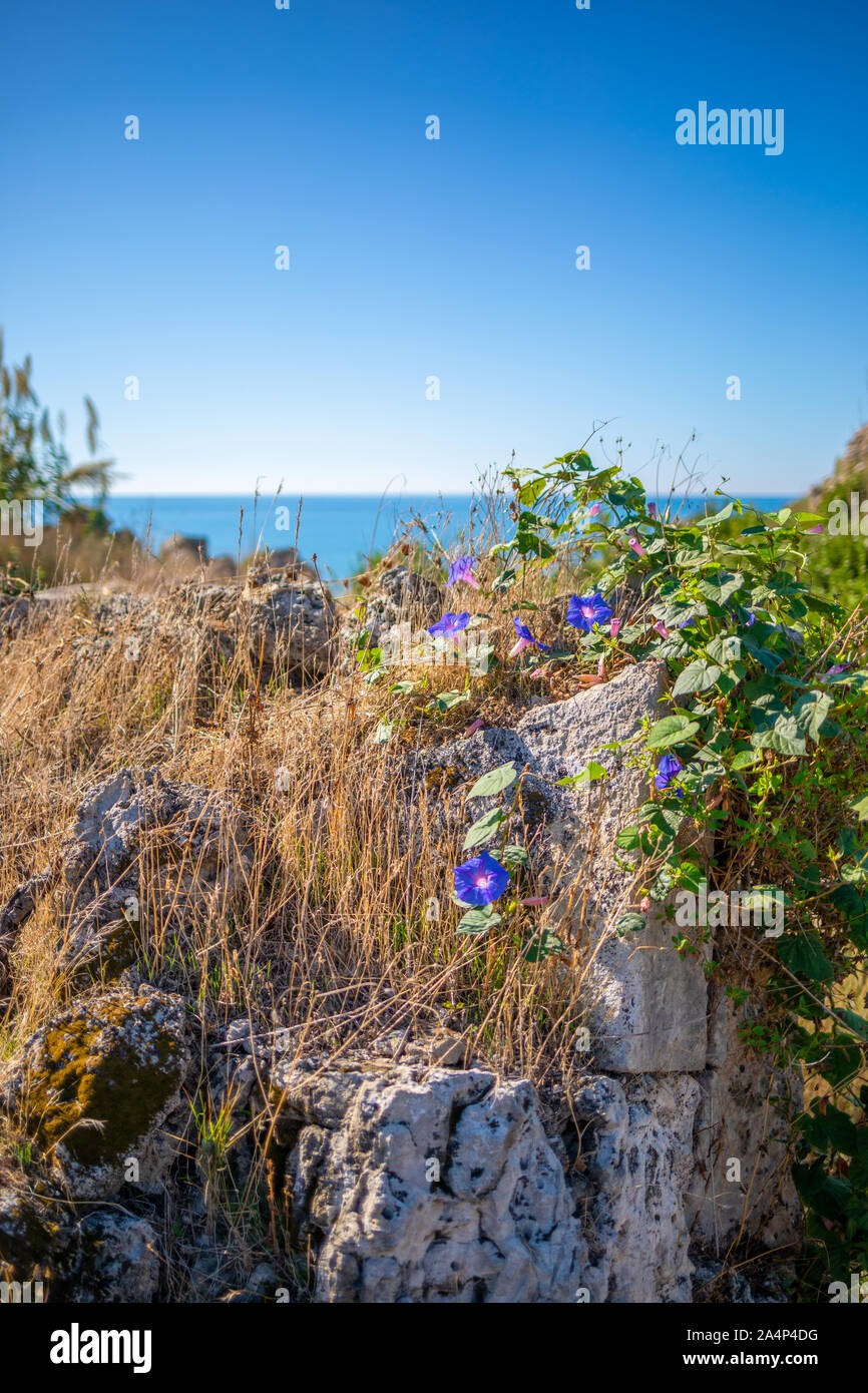 a blue flower grows on a rock wall and the blue sea is in the background. Stock Photo
