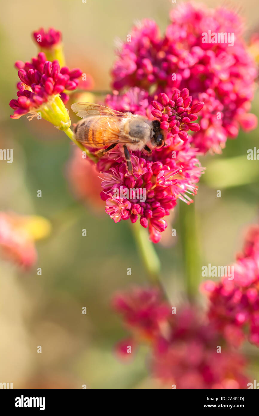 A honey bee is collecting nectar on flowers of California native plant, red-flowered buckwheat,  Eriogonum grande var. rubescens Stock Photo