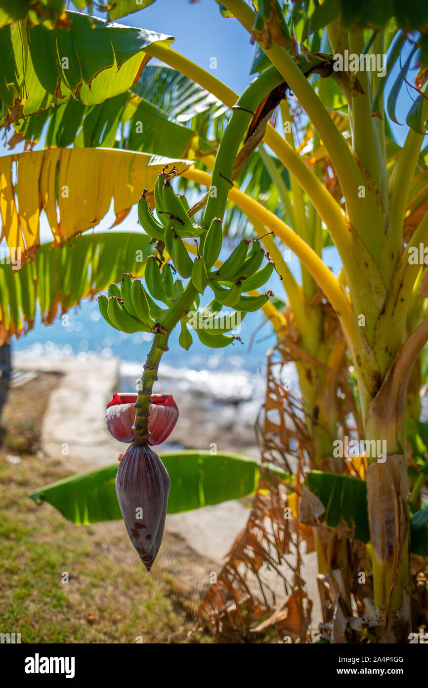 on a banana palm hangs a shrub with green bananas and in the background the sky is blue Stock Photo