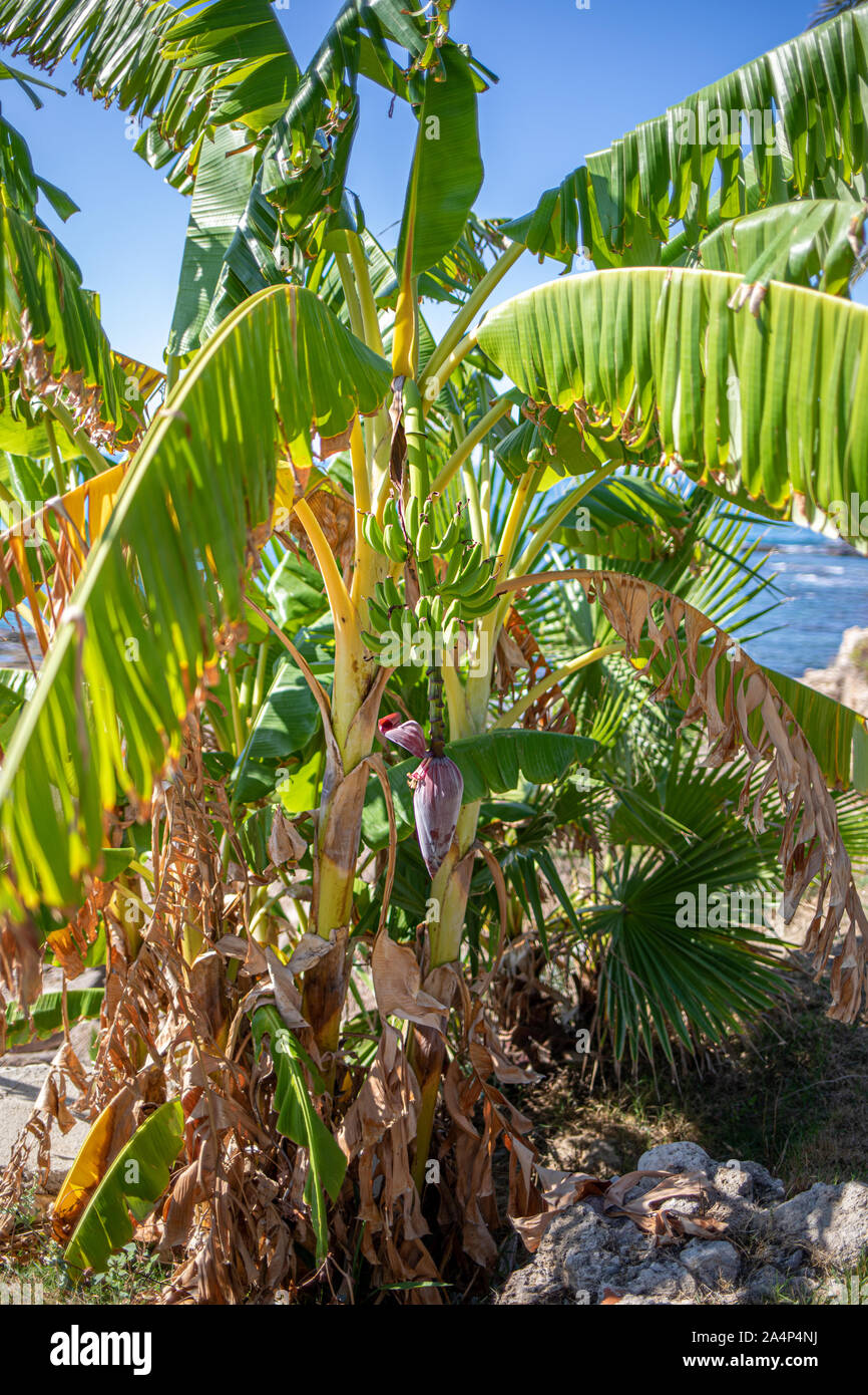 on a banana palm hangs a shrub with green bananas and in the background the sky is blue Stock Photo