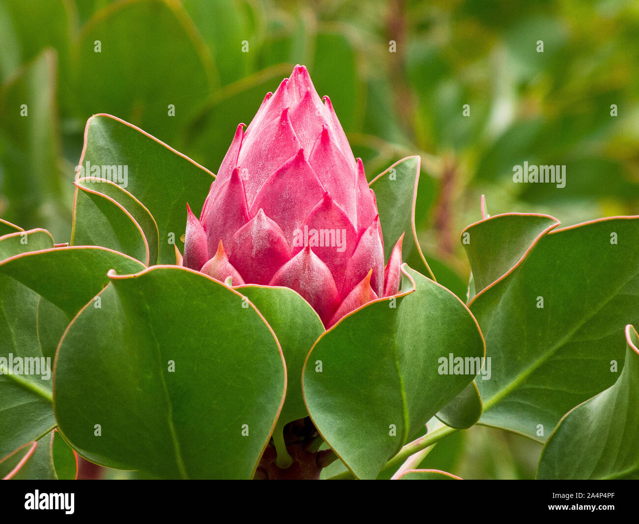 Wild protea photographed in the Eastern Highlands of Zimbabwe Stock Photo