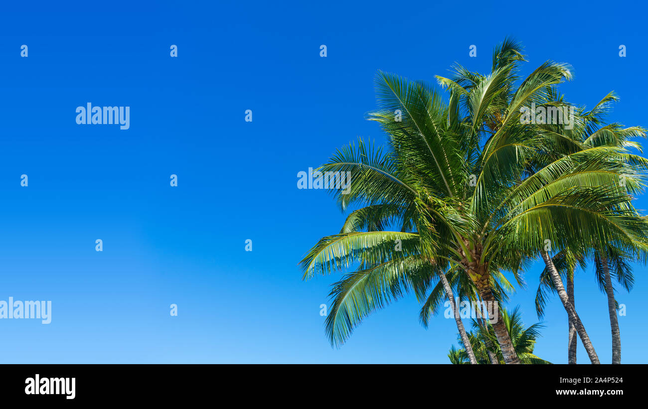 Group of palm trees with clear blue sky Stock Photo