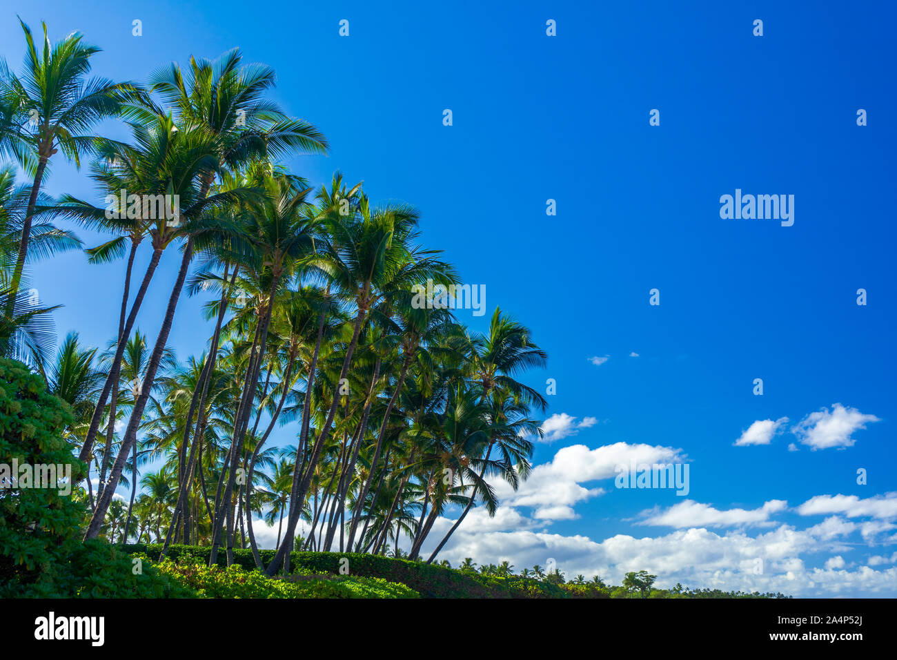 Group of palm trees in Kihei, Hawaii on th eisland of Maui. Stock Photo