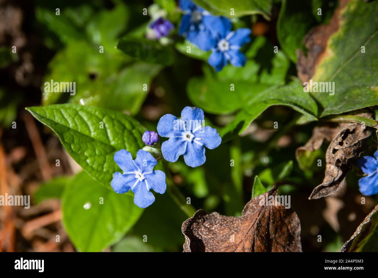 Blue Eyed Mary Flowers in Bloom in Winter Stock Photo