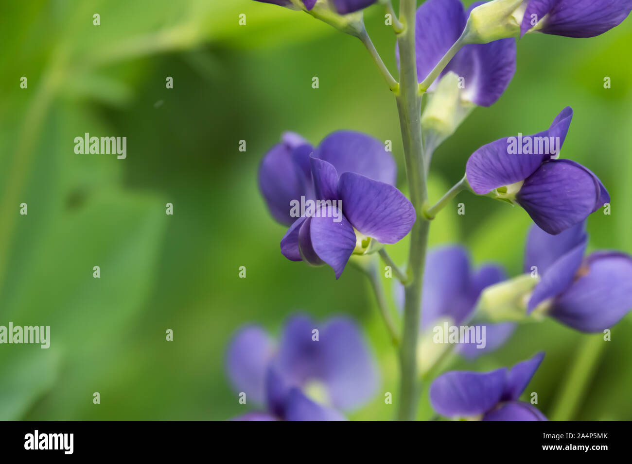 Blue False Indigo High Resolution Stock Photography and Images Alamy