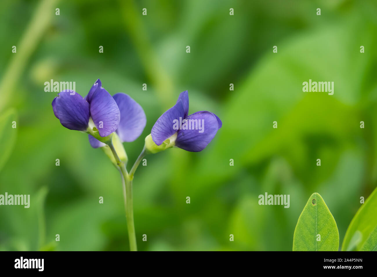 Blue false indigo hires stock photography and images Alamy